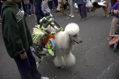 barkus2005_31