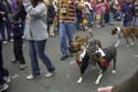 barkus2005_69