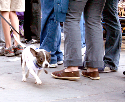 MYSTIC_KREWE_OF_BARKUS_2007_PARADE_PICTURES_0540