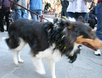 MYSTIC_KREWE_OF_BARKUS_2007_PARADE_PICTURES_0555