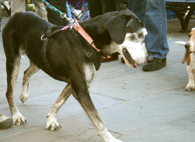 MYSTIC_KREWE_OF_BARKUS_2007_PARADE_PICTURES_0584