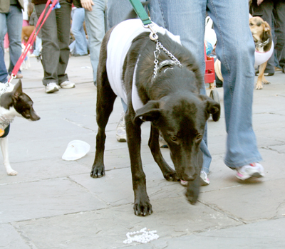 MYSTIC_KREWE_OF_BARKUS_2007_PARADE_PICTURES_0587