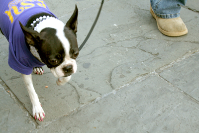 MYSTIC_KREWE_OF_BARKUS_2007_PARADE_PICTURES_0603