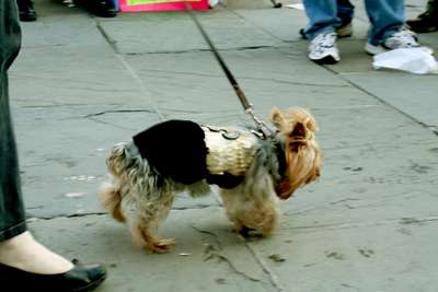 MYSTIC_KREWE_OF_BARKUS_2007_PARADE_PICTURES_0604