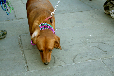 MYSTIC_KREWE_OF_BARKUS_2007_PARADE_PICTURES_0605