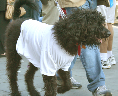 MYSTIC_KREWE_OF_BARKUS_2007_PARADE_PICTURES_0607