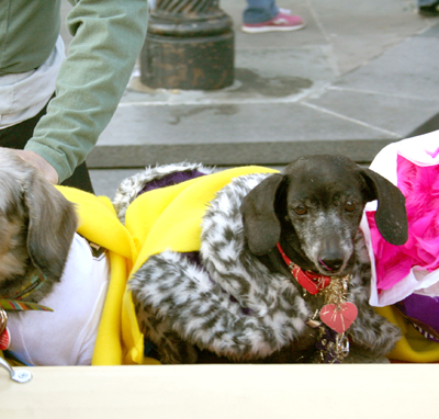 MYSTIC_KREWE_OF_BARKUS_2007_PARADE_PICTURES_0623