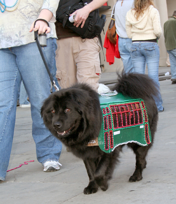 MYSTIC_KREWE_OF_BARKUS_2007_PARADE_PICTURES_0660