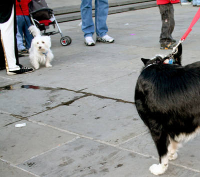 MYSTIC_KREWE_OF_BARKUS_2007_PARADE_PICTURES_0664