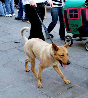 MYSTIC_KREWE_OF_BARKUS_2007_PARADE_PICTURES_0694