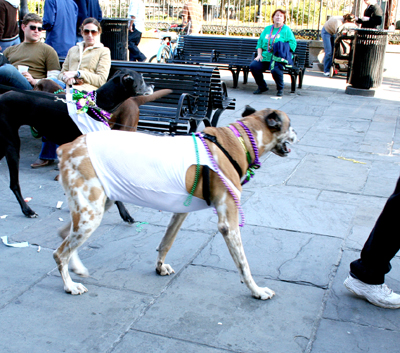 MYSTIC_KREWE_OF_BARKUS_2007_PARADE_PICTURES_0701