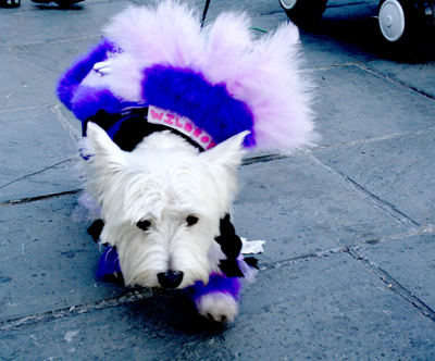 MYSTIC_KREWE_OF_BARKUS_2007_PARADE_PICTURES_0706