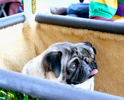 MYSTIC_KREWE_OF_BARKUS_2007_PARADE_PICTURES_0716