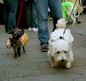 MYSTIC_KREWE_OF_BARKUS_2007_PARADE_PICTURES_0565