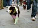 MYSTIC_KREWE_OF_BARKUS_2007_PARADE_PICTURES_0577