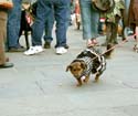 MYSTIC_KREWE_OF_BARKUS_2007_PARADE_PICTURES_0578