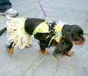 MYSTIC_KREWE_OF_BARKUS_2007_PARADE_PICTURES_0579