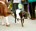 MYSTIC_KREWE_OF_BARKUS_2007_PARADE_PICTURES_0580