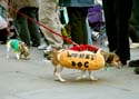 MYSTIC_KREWE_OF_BARKUS_2007_PARADE_PICTURES_0581