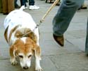 MYSTIC_KREWE_OF_BARKUS_2007_PARADE_PICTURES_0583