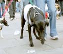 MYSTIC_KREWE_OF_BARKUS_2007_PARADE_PICTURES_0587