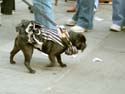 MYSTIC_KREWE_OF_BARKUS_2007_PARADE_PICTURES_0590