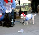 MYSTIC_KREWE_OF_BARKUS_2007_PARADE_PICTURES_0591