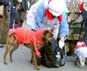 MYSTIC_KREWE_OF_BARKUS_2007_PARADE_PICTURES_0592