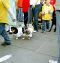 MYSTIC_KREWE_OF_BARKUS_2007_PARADE_PICTURES_0595