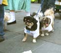 MYSTIC_KREWE_OF_BARKUS_2007_PARADE_PICTURES_0596