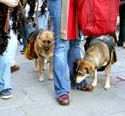 MYSTIC_KREWE_OF_BARKUS_2007_PARADE_PICTURES_0600