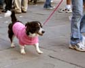 MYSTIC_KREWE_OF_BARKUS_2007_PARADE_PICTURES_0601