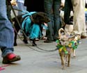 MYSTIC_KREWE_OF_BARKUS_2007_PARADE_PICTURES_0611