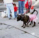 MYSTIC_KREWE_OF_BARKUS_2007_PARADE_PICTURES_0615