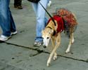 MYSTIC_KREWE_OF_BARKUS_2007_PARADE_PICTURES_0618