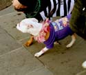 MYSTIC_KREWE_OF_BARKUS_2007_PARADE_PICTURES_0620