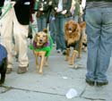 MYSTIC_KREWE_OF_BARKUS_2007_PARADE_PICTURES_0625