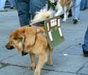 MYSTIC_KREWE_OF_BARKUS_2007_PARADE_PICTURES_0627