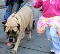 MYSTIC_KREWE_OF_BARKUS_2007_PARADE_PICTURES_0632