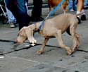 MYSTIC_KREWE_OF_BARKUS_2007_PARADE_PICTURES_0643