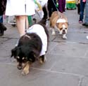 MYSTIC_KREWE_OF_BARKUS_2007_PARADE_PICTURES_0655