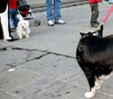 MYSTIC_KREWE_OF_BARKUS_2007_PARADE_PICTURES_0664