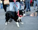 MYSTIC_KREWE_OF_BARKUS_2007_PARADE_PICTURES_0665