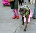 MYSTIC_KREWE_OF_BARKUS_2007_PARADE_PICTURES_0672