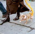 MYSTIC_KREWE_OF_BARKUS_2007_PARADE_PICTURES_0674