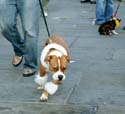 MYSTIC_KREWE_OF_BARKUS_2007_PARADE_PICTURES_0679