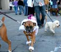 MYSTIC_KREWE_OF_BARKUS_2007_PARADE_PICTURES_0686