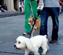 MYSTIC_KREWE_OF_BARKUS_2007_PARADE_PICTURES_0687