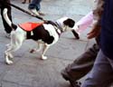 MYSTIC_KREWE_OF_BARKUS_2007_PARADE_PICTURES_0692