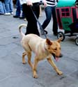 MYSTIC_KREWE_OF_BARKUS_2007_PARADE_PICTURES_0694